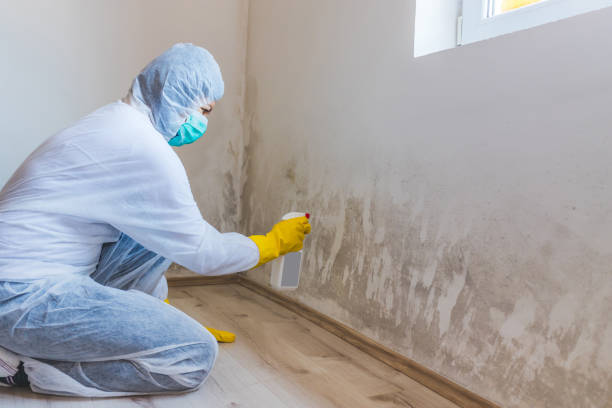 Licensed Mold Inspection service in Edgewater, NJ - WQB Mold Removal